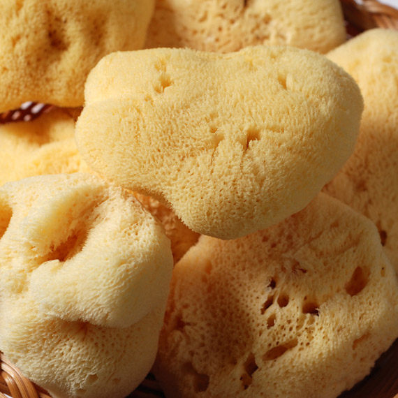 希腊爱琴海天然海绵 绘画用吸水海绵擦笔 特殊肌理制作清洗工具