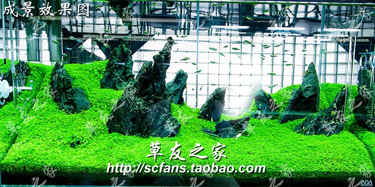 鱼缸造景真水草活体植物前景草皮草坪 挖耳牛毛毡 趴地爬地矮珍珠