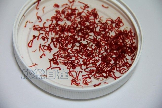 九河冰冻血虫/冷冻冰冻红虫赤虫 大/小号鱼饲料12板起发