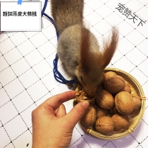 Squirrel flying squirrel hamsters grain food feed staple raw walnut Xinjiang walnut thin skin large walnut raw nuts