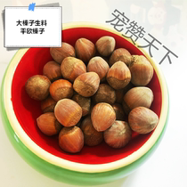 Squirrel flying squirrels supplies food food snacks feed raw nuts raw big hazelnut flat European hazelnut raw meal molar