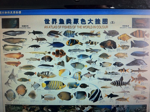 海洋鱼类分布图按深度图片