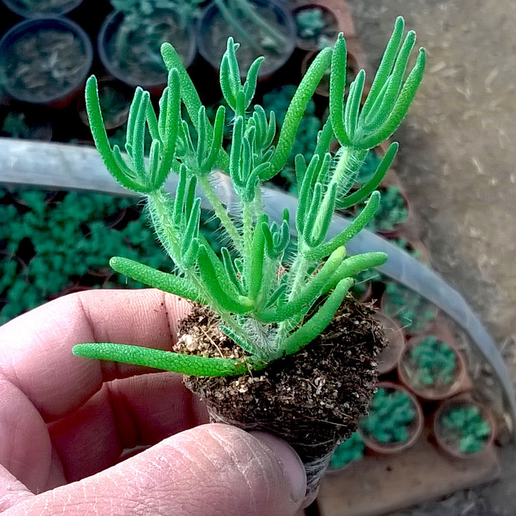 枝干番杏荧光兔多肉植物办公室植物绿植创意趣味花卉小盆栽