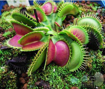 食人草杂谈,真的是传说吗~