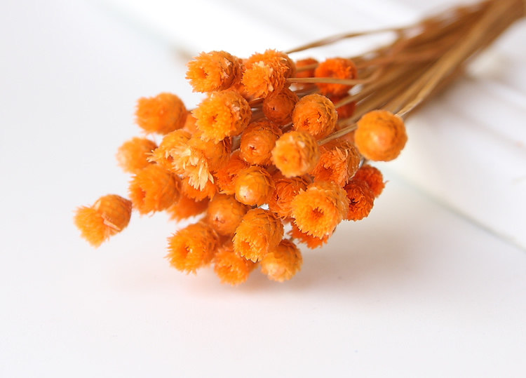 巴西快乐花 永生花礼盒配花花材 干花 家居插花 拍照道具