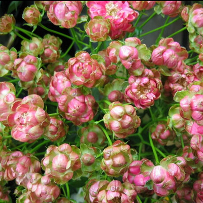 小萝卜 月季种苗带花苞 阳台盆栽耐热耐晒花卉植物珍珠