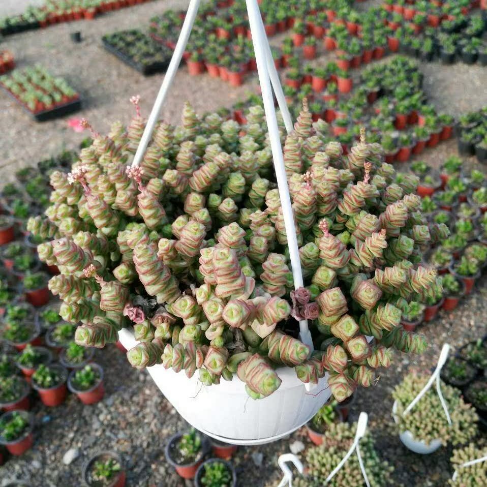 老桩钱串大群 非伪群 基地直供 多肉植物 钱串 实拍 盆栽_4折现价185.