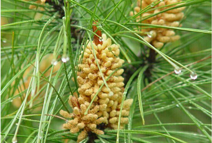 长白山野生松针茶叶新鲜马尾松2针非5针红松默认不剪500克包邮