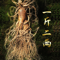 Rare extra-large ginseng single branch 600 gr net heavy with fresh ginseng Mountain for a single catty of 2-two-pub wine