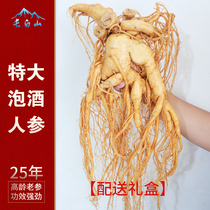(gift box) extra-large ginseng Changbai Mountain refreshing ginseng with fresh ginseng and wild ginseng under the white ginseng and white ginseng