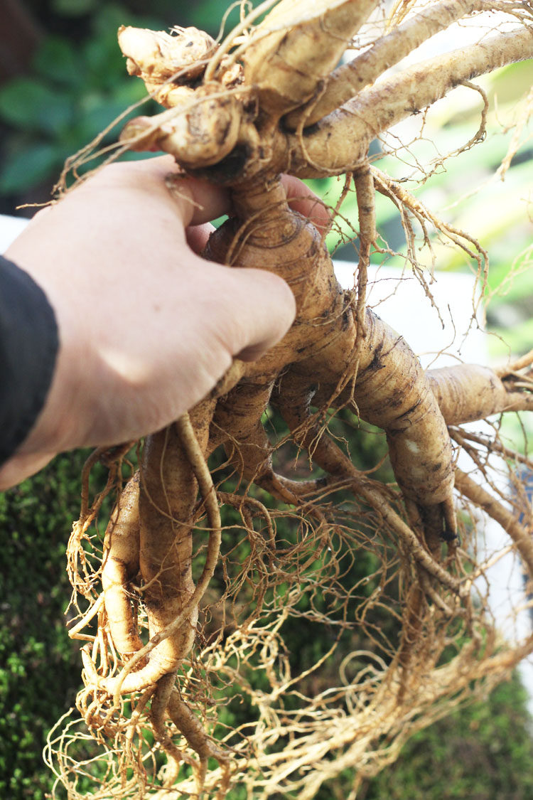 今年新货 长白山特大山参 鲜人参野山参林下参 单支8两(400克)