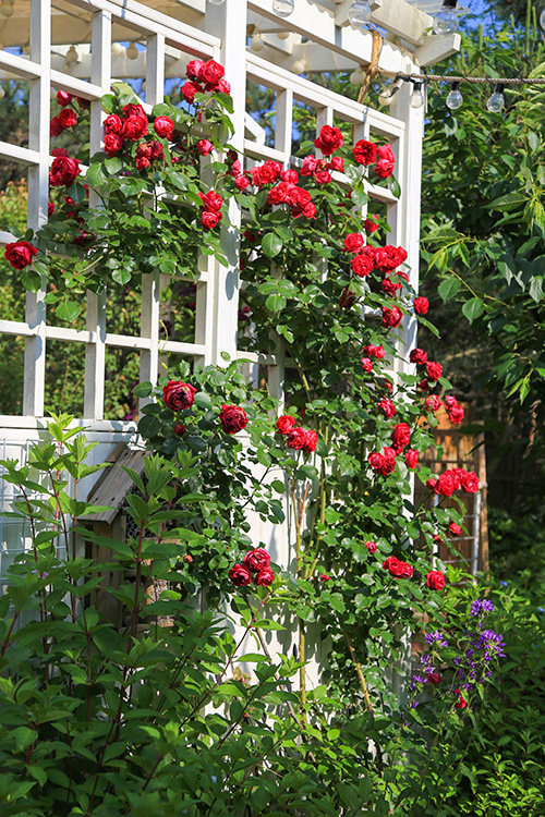 进口德国藤本月季(玫瑰)红龙6l盆栽苗 浓香持续抗病 预售