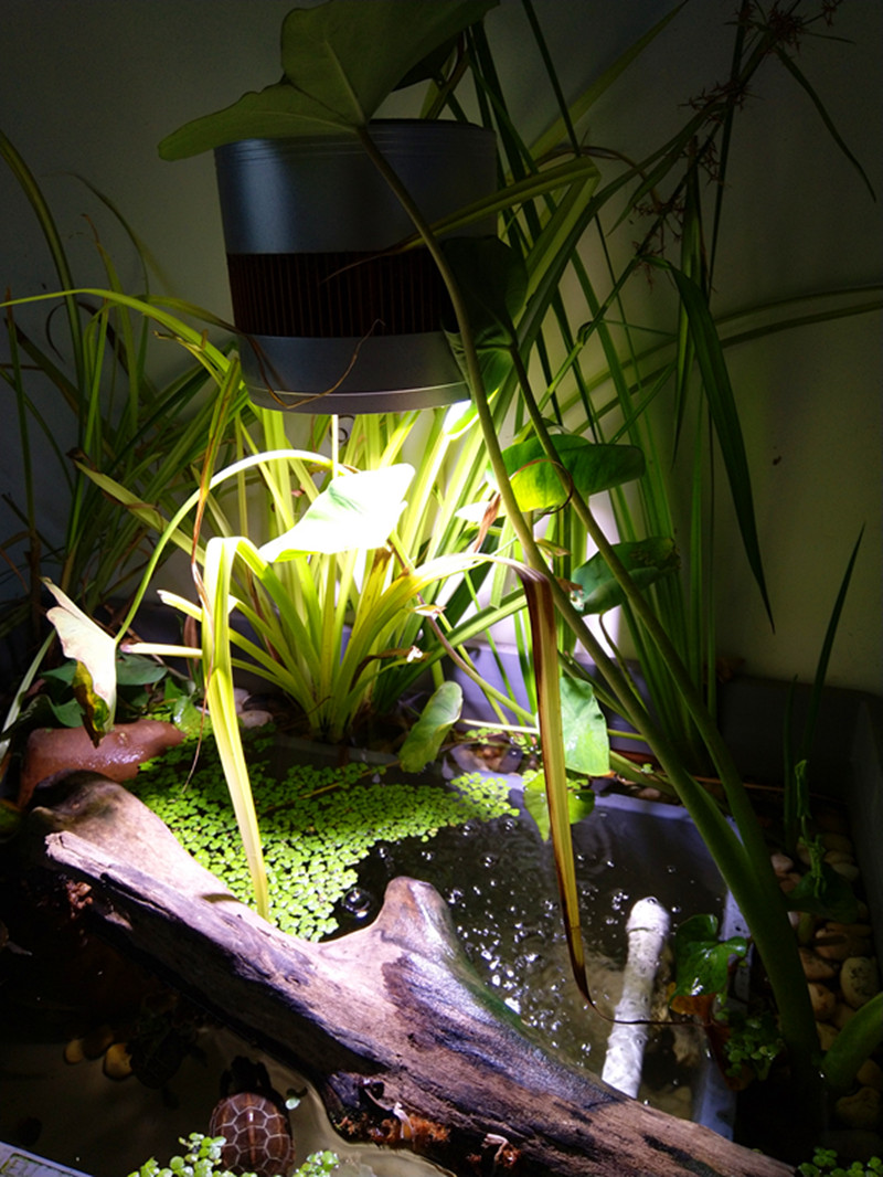 鱼缸鱼池龟池沼泽过滤挺水植物套餐水培水生植物水菖蒲芋头美人蕉