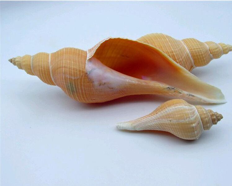 澳洲长香螺天然海螺贝壳大法螺道士法器号角佛教圣物海星贝壳海螺