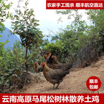 Yunnan 2 years authentic farmhouse free-range soil chicken Rural self-raising walking ground chicken Chai old hen moon chicken grass chicken black chicken