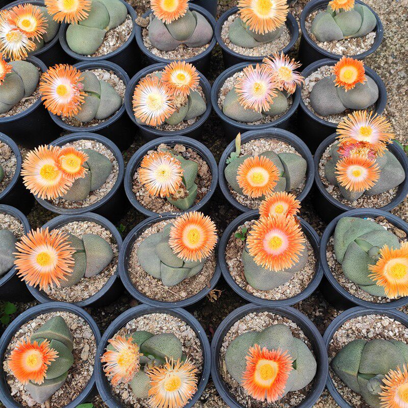 帝玉多肉植物大元宝玉巨型番杏科花卉盆栽好养新手组合套餐小老桩