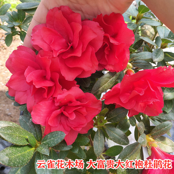 大富贵大红袍杜鹃花 精美盆栽花卉重瓣大花庭院客厅阳台盆栽