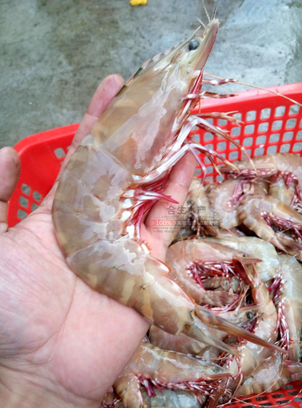 海南海捕野生虎虾新鲜海虾活虾对虾鲜活海鲜红脚对虾