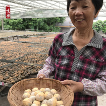 One taste of Zen under the sun and half a catty of 2016 Tibetan Xinshui Tianma Xiaoqing tangerine Chen Pi tea tangerine tea