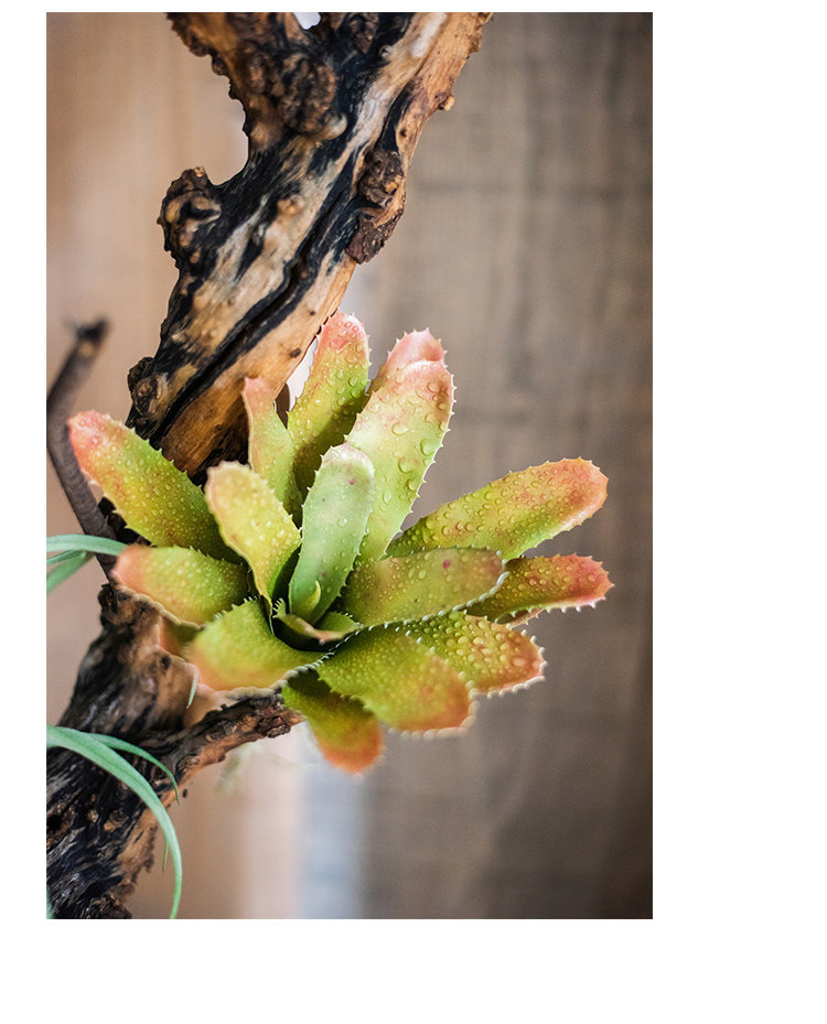 积水凤梨仿真绿植物两栖生态雨林缸造景公共空间工程