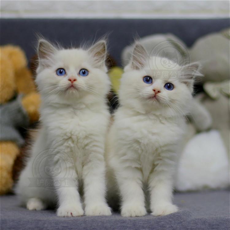 布偶猫幼猫活体纯种双色海豹色布偶猫蓝眼上海布偶猫舍铲屎公社_7折