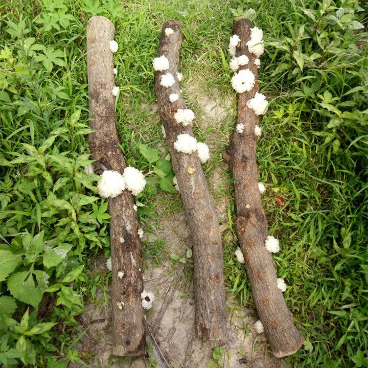 神龙架特级野生椴木银耳干货白木耳雪耳农家纯天然胜古田通江银耳