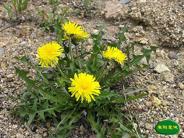 2016整株野生蒲公英茶 黄黄苗秋季新货新鲜晒干一斤包邮