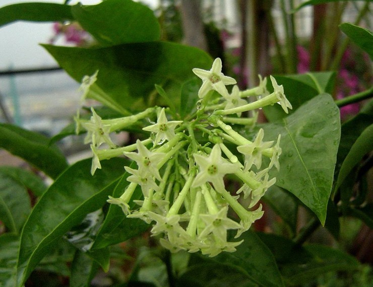 盆栽植物 夜来香 驱蚊树 傍晚开放 浓香花卉 驱蚊花 室内芳香花卉