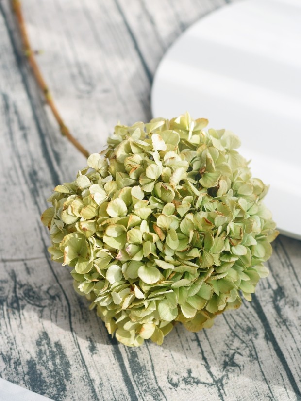 秋色绣球花干花花束单只天然真花家居摆设软装装饰粉色绣球永生花