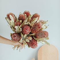 Nordic Japanese Natural Australia Imported Ban Kemu Menzies Dried Flower Real Flower Home Homestay Decoration Photography Props