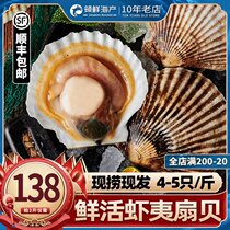 Dalian shrimp scallop Hawaiian shell fresh fresh super large sashimi scallop meat non-frozen seafood 2kg about 9
