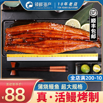 Day Style Busburn Eel Grilled Eel Eel Eel Meal Fresh Fresh eel roast 500g