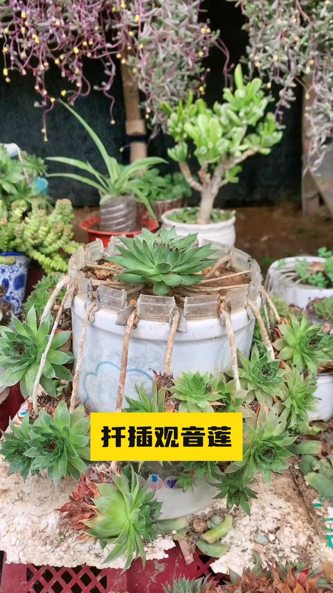 观音莲小崽干枯了你就这样做多肉