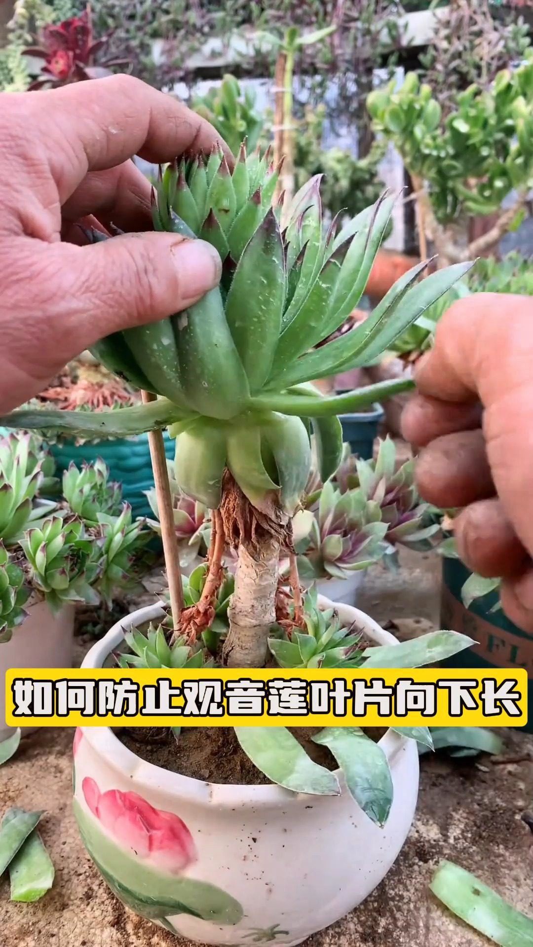 用一根软电线圈个小圈套在观音莲上,可防止观音莲叶片向