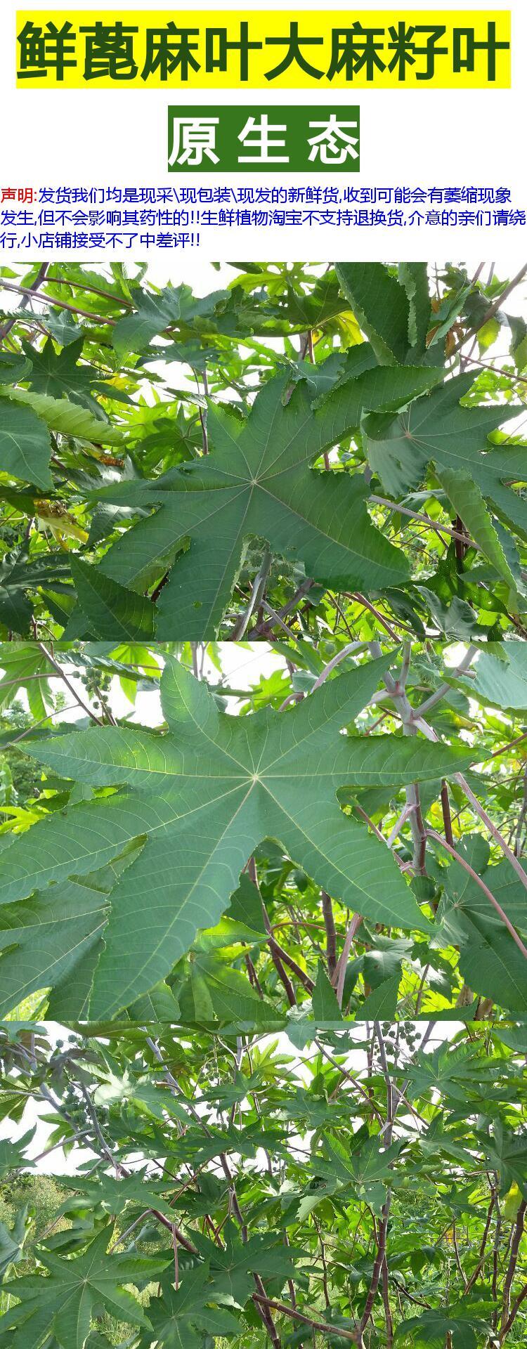 新鲜蓖麻叶大麻子叶篦麻叶牛蓖草麻八麻子籽天然祛毒通痹民间偏方_7折