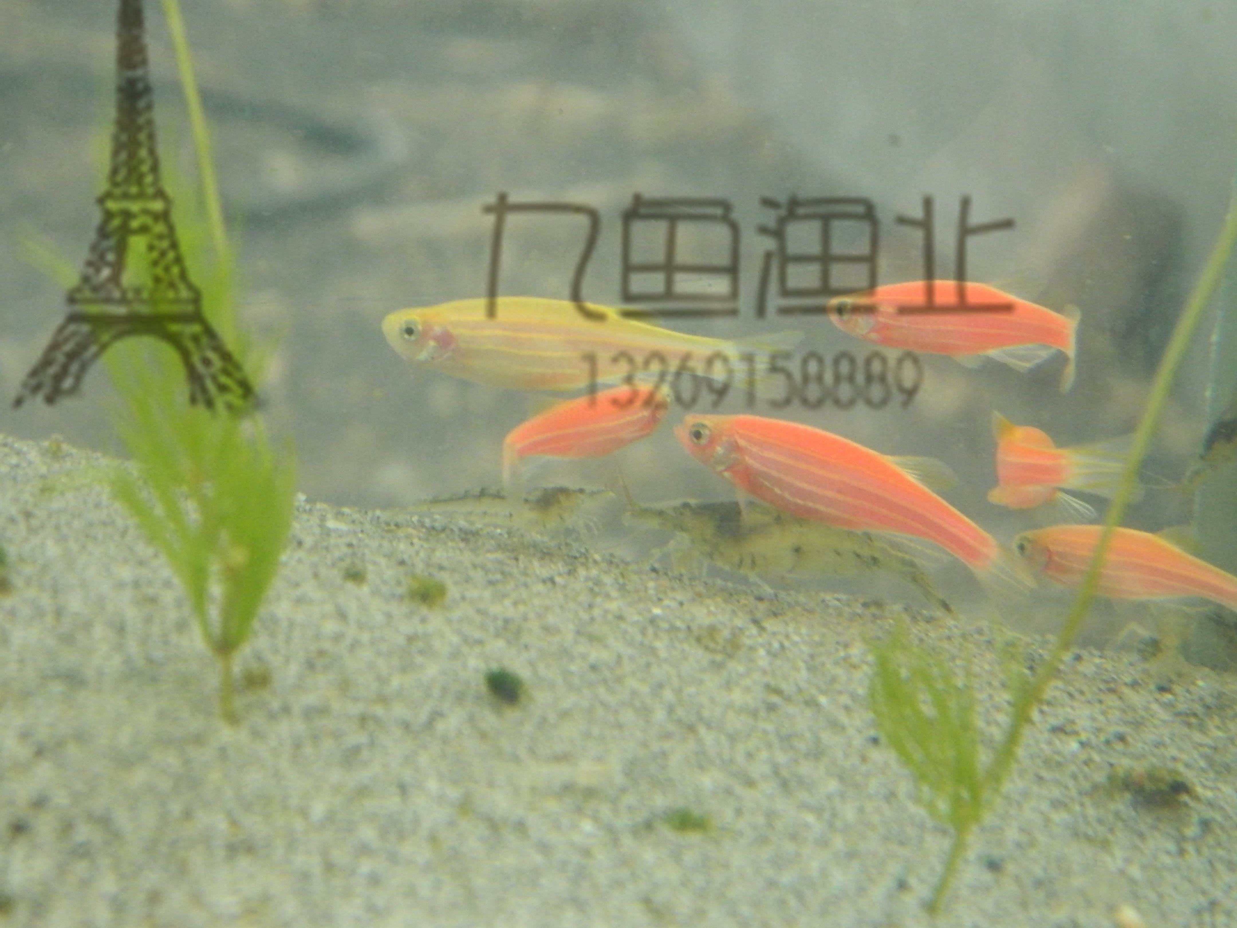 红斑马鱼图片_纵览新闻