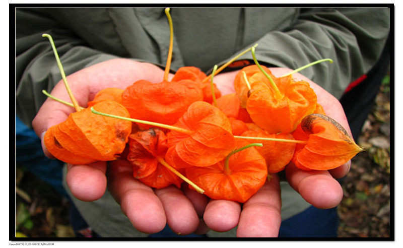 16年东北野生中草药苦姑娘锦灯笼红姑娘果皮灯笼果皮酸浆包邮