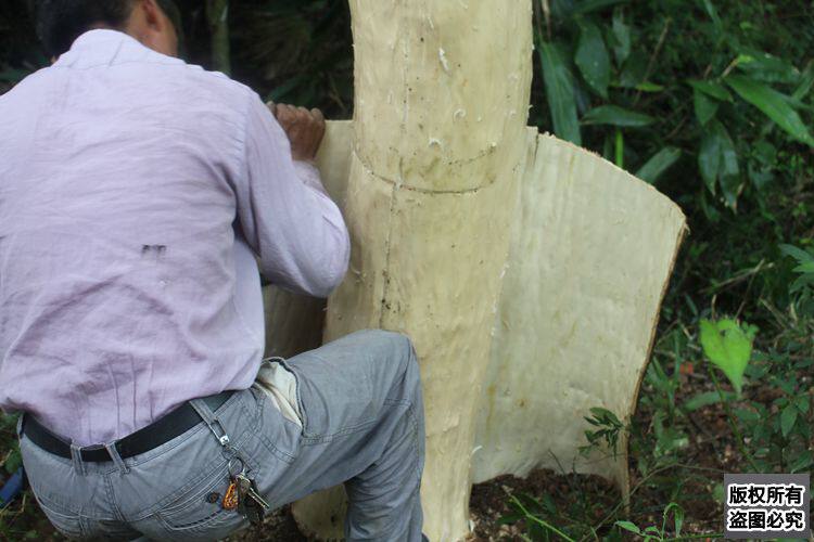 如果介意有一点青苔和泥土的,请慎拍  (我们的杜仲皮是从山上剥皮后