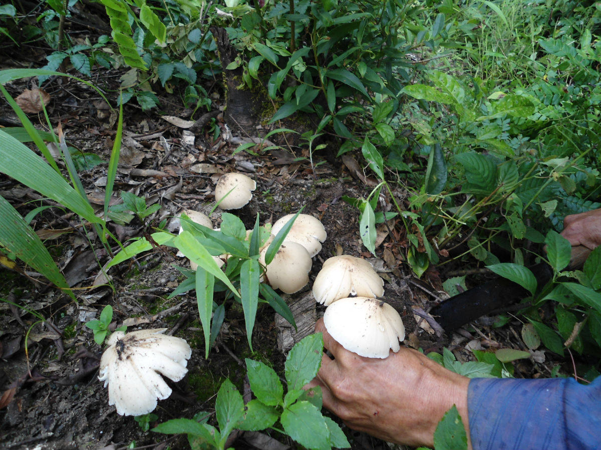 新鲜野生鸡枞菌2斤 自制鸡枞油炸腌制专用白蚁菇鸡纵野生菌包邮