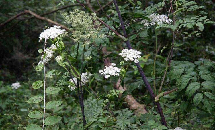 野生中药材中草药前胡鸡脚前胡官前胡山独活外感风热痰多痰黄稠粘