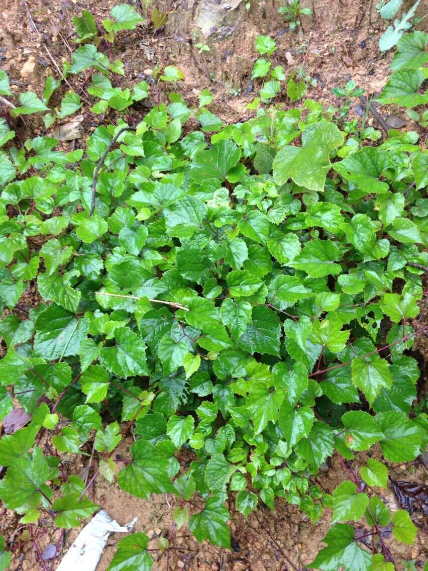 中药材野生山葡萄,野葡萄,烟火藤过山龙新鲜的现拍现挖3斤包邮