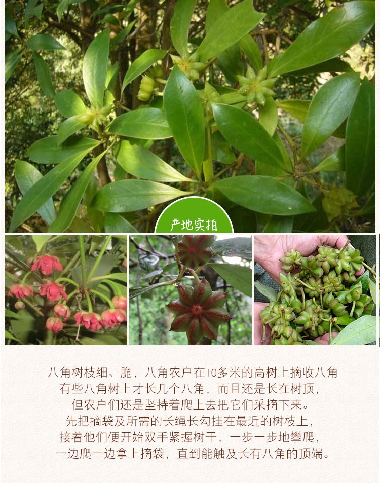 包邮无硫特干精选广西八角大料茴香卤肉川菜香料调料批低价500克