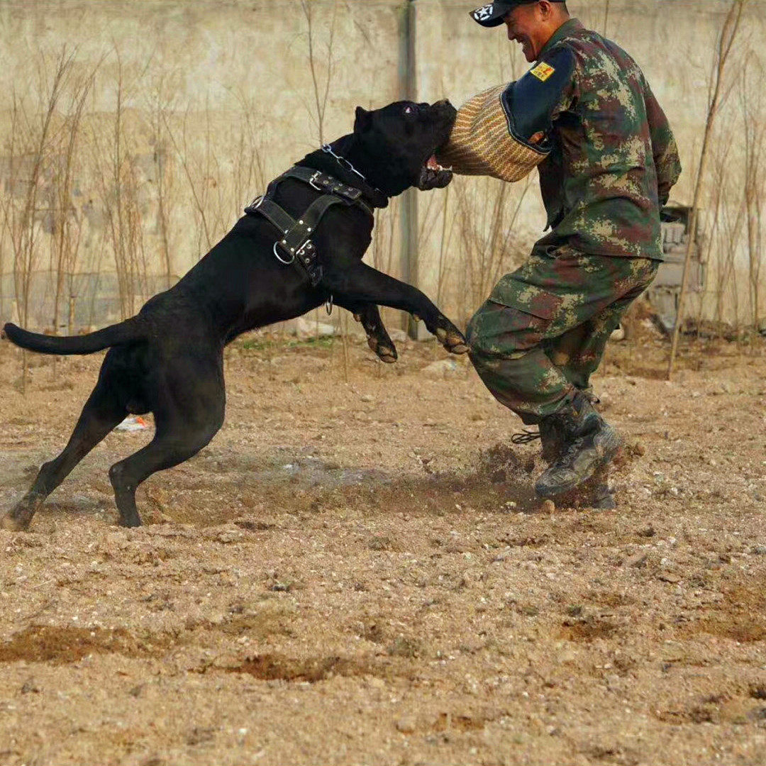 猛犬大型狗比特犬训练用品装备加棉防磨背带胸带牵引肩背带