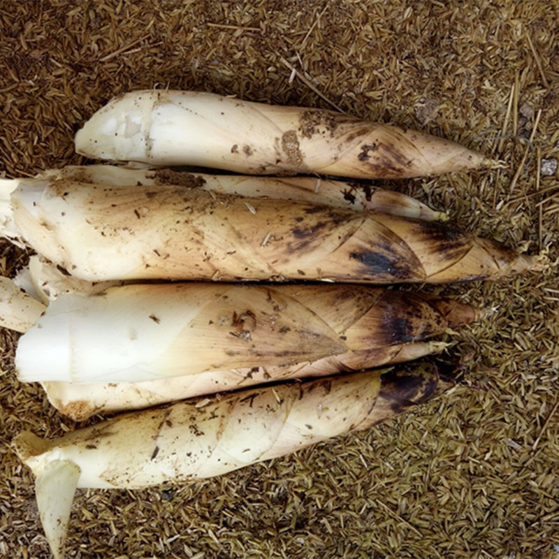  天目新鲜笋竹笋春笋