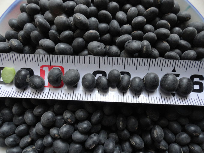 黑豆 绿心黑豆 东北 非转基因 农家种植 500克 张艳华