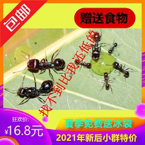 Xiaomo Ant Hall novice Ant pet living Native craftsman needle hair harvesting ant eating seed receiving Ant