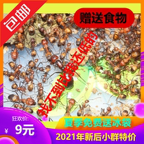 Xiaomo Ant Hall Nicoba Bow Ant 21 Years New New New Ant Pet Living Workshop Castle