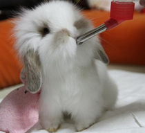 Rabbit Living Things Coeared Rabbit Pet Rabbit Live Dwarf Rabbit Small Mini Rabbit Child Gift Long Wool Cat Cat Rabbit Living