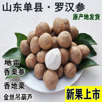 Shandong Shanxian Luohan Ginseng Shandong Luohan Ginseng Jiangsu Haimen sweet taro soil _ 儿 儿 儿_ _ 芋 芋 芋_ _ 芋 芋 参_ _ 芋 参 参_ _ 栗 参 参_ _ 栗 参 参_ chestnut ginseng