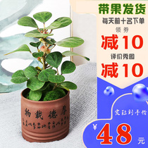 Small pan Bodhi potted green plant Indoor potted lucky tree Flower plant Bodhi tree bonsai